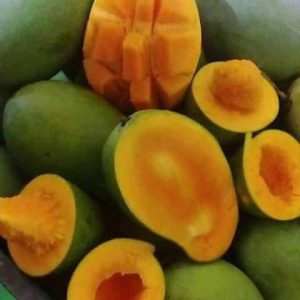 Buah Mangga Horison Pasuruan